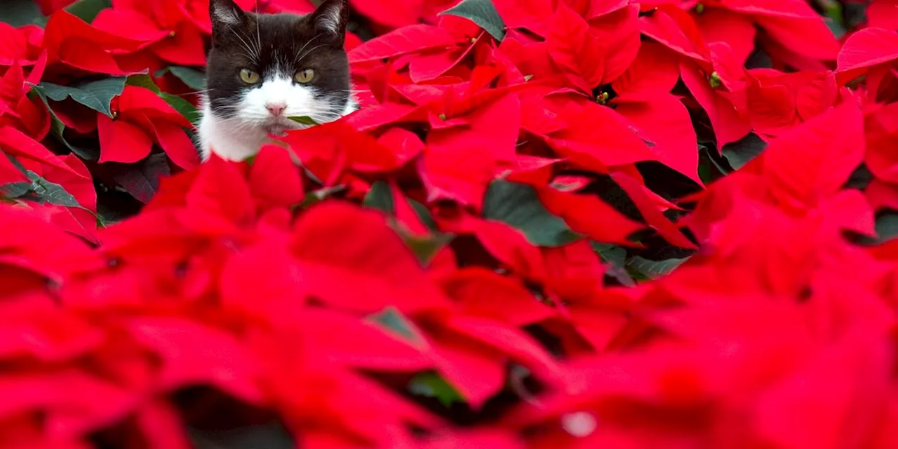 Pfoten weg: Warum Haustiere nicht am Weihnachtsstern knabbern sollten