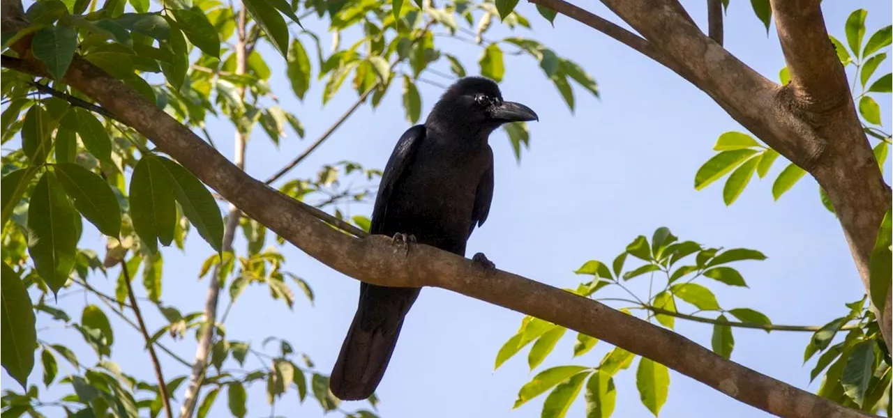 3 Reasons Why New Caledonian Crows Are The ‘Geniuses’ Of The Bird World