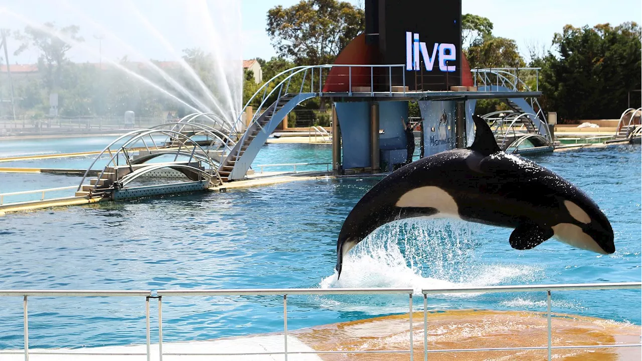 Fermeture de Marineland : que vont devenir les animaux après la fermeture du parc aquatique ?