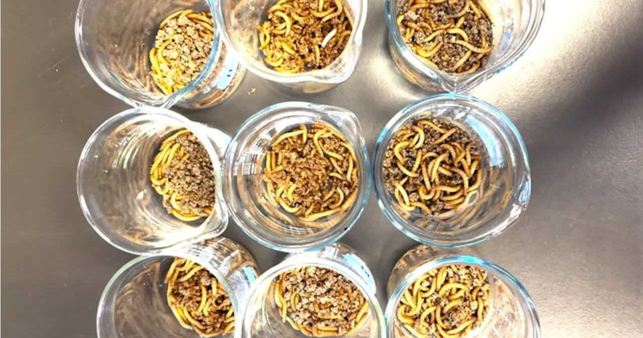 Are mealworms nature’s answer to the world’s microplastic problem?