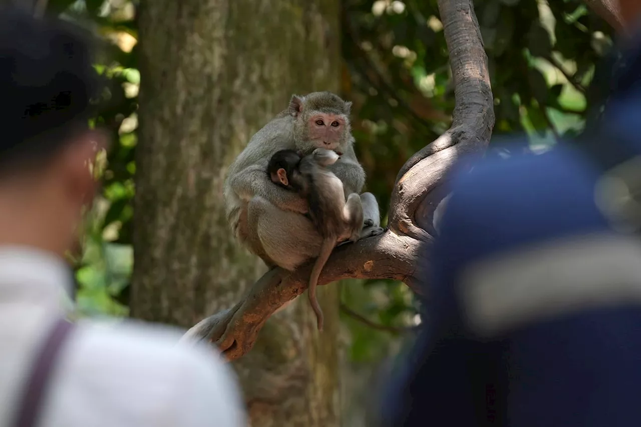 Ottawa urged to act on import of Cambodian monkeys for labs, as questions linger about whether some could be caught in wild