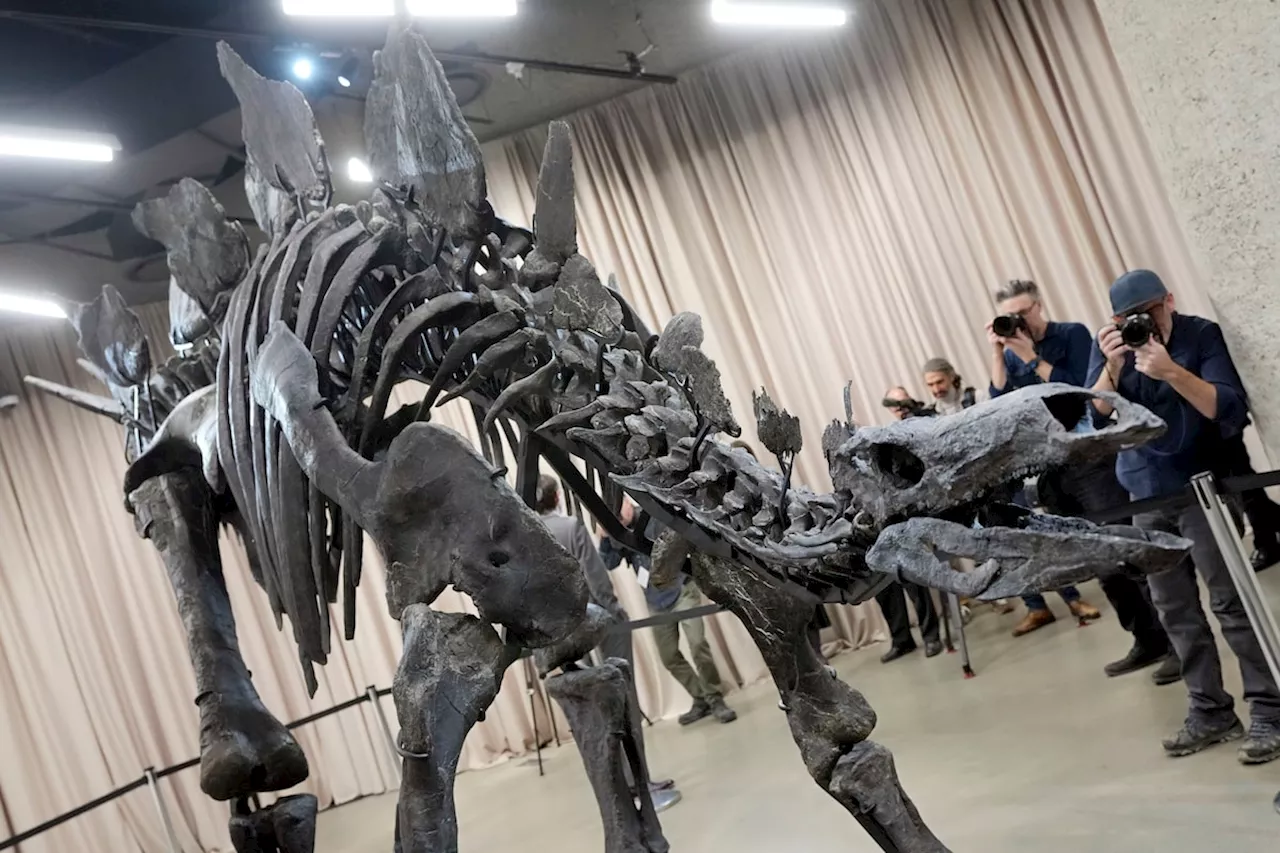 Most Expensive Dinosaur Fossil 'Apex' Unveiled at American Museum of Natural History