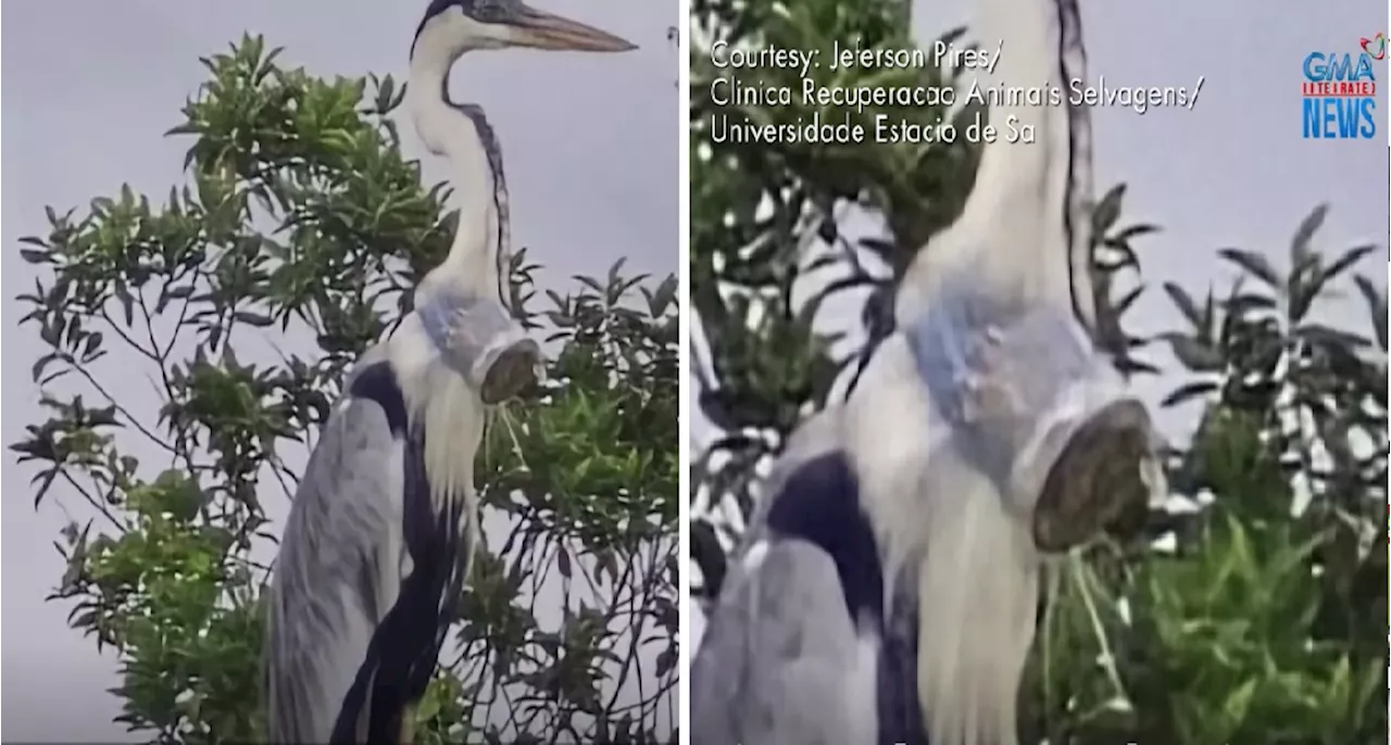 Buong plastic cup, nakitang nakabara sa lalamunan ng heron sa Brazil