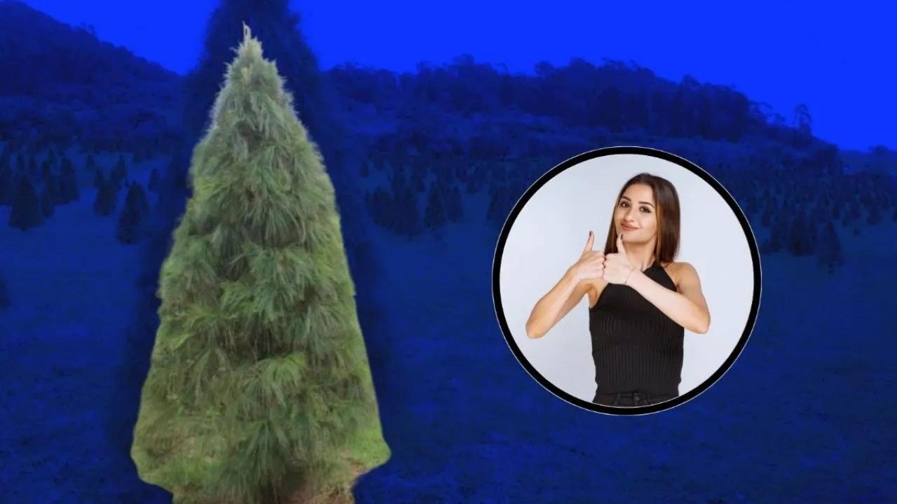 Navidad 2024: te explicamos por qué SIEMPRE es mejor opción comprar un árbol natural