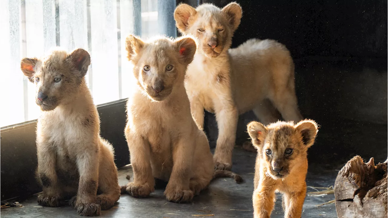 AAP Primadomus rescata doce leones de un circo en Francia