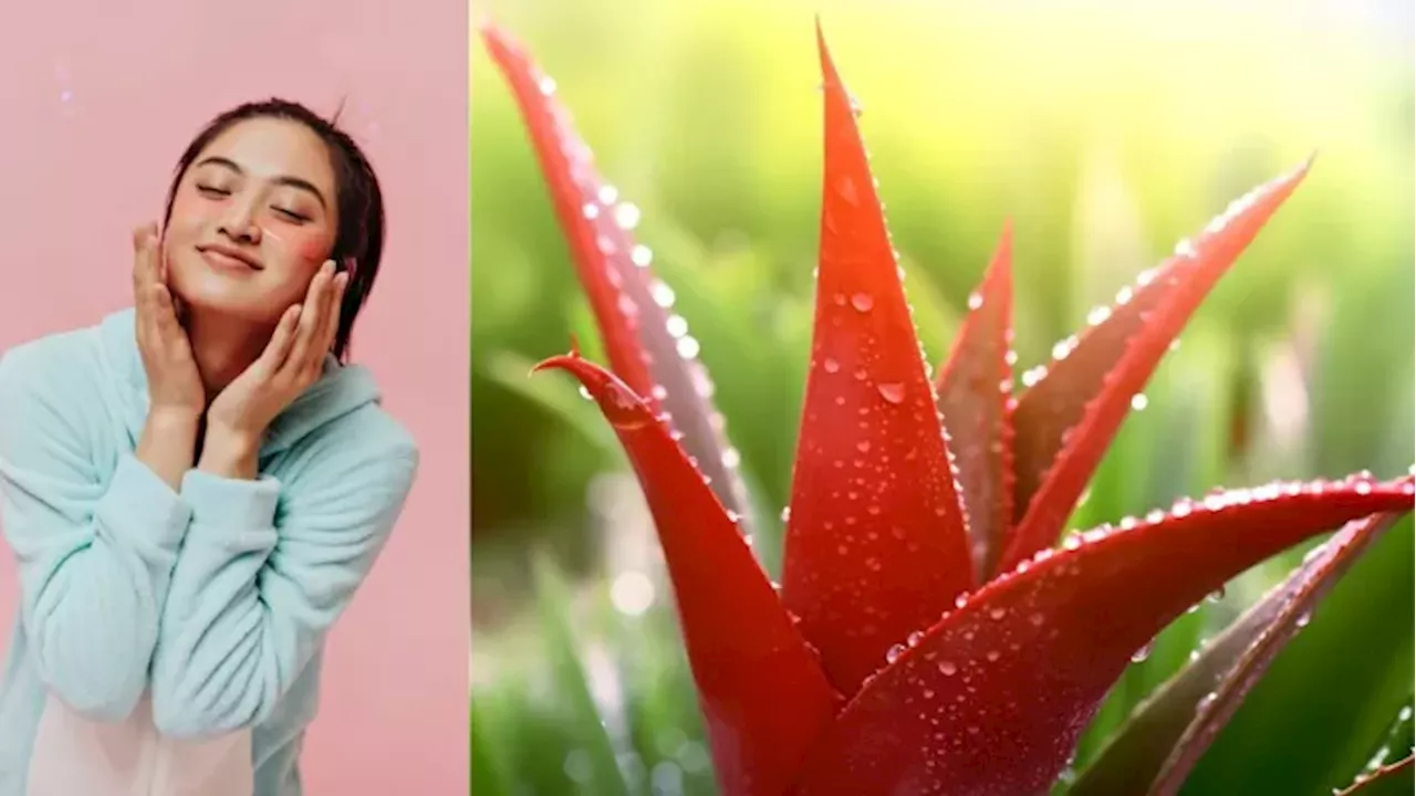 चांद-सा रोशन हो जाएगा चेहरा, Red Aloe Vera से म‍िलेगी ऐसी खूबसूरती क‍ि हर कोई कहेगा- वाह!