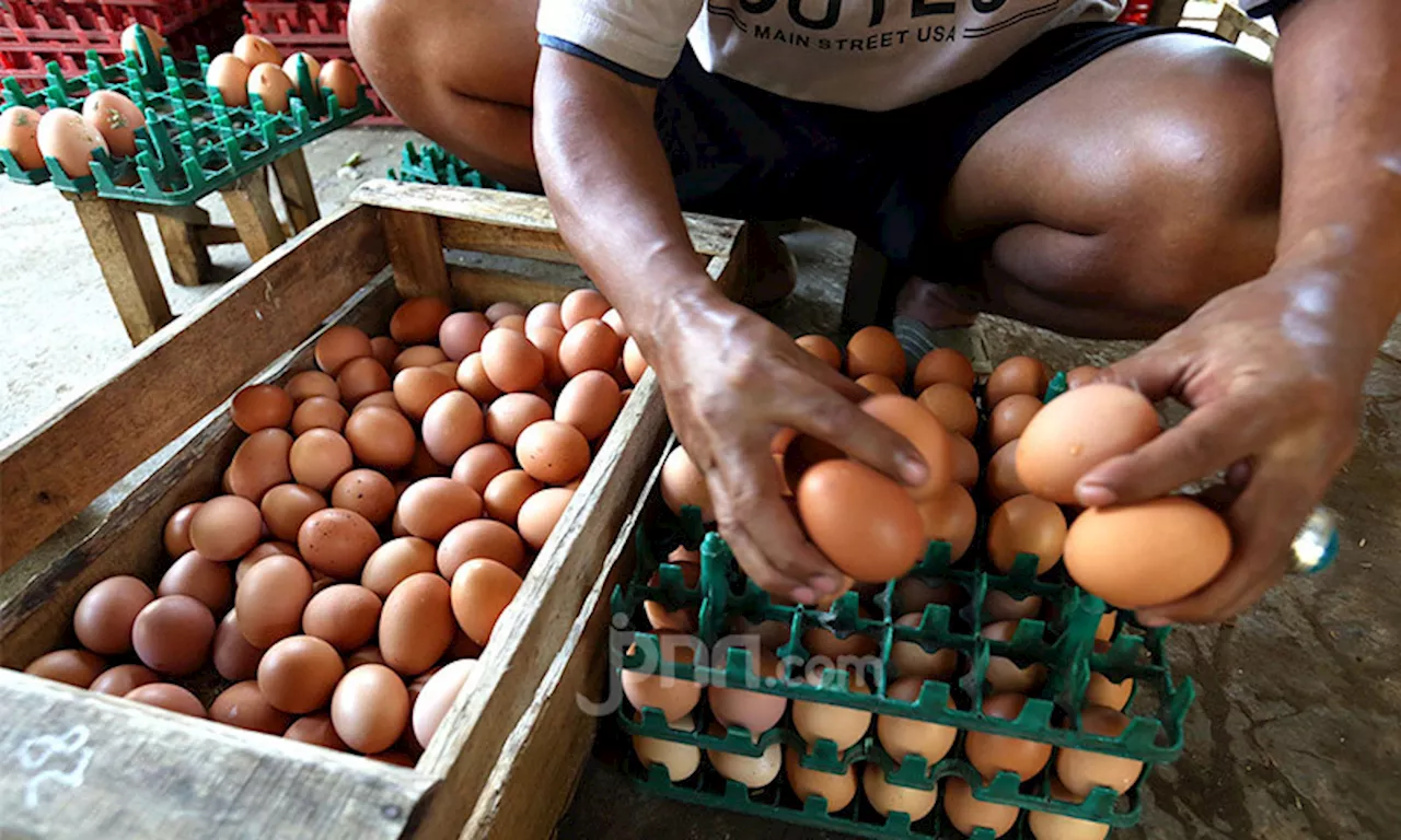 Minyak Goreng Turun, Harga Telur Ayam Malah Naik