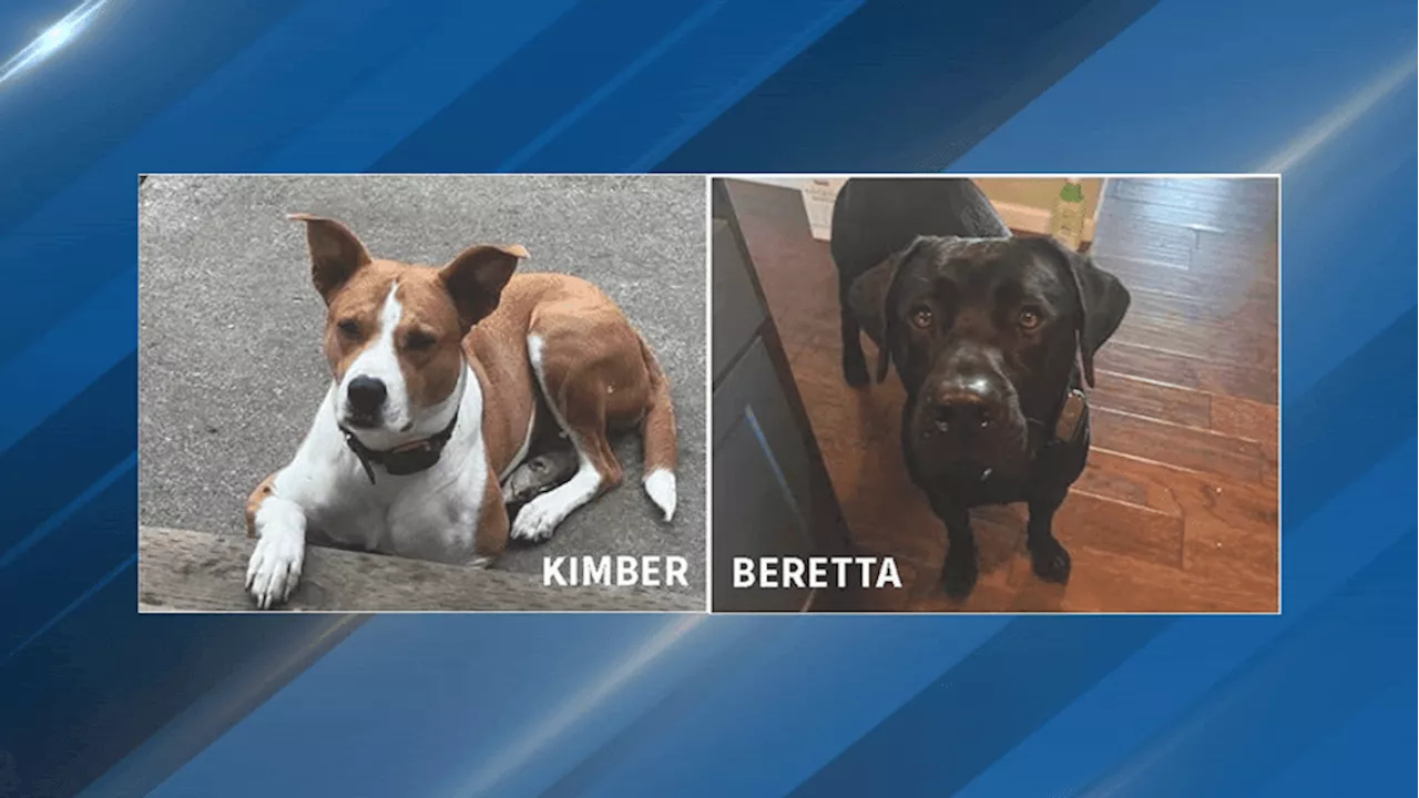 Serious Trauma Found in Bodies of Two Missing Family Dogs in Whidbey Island