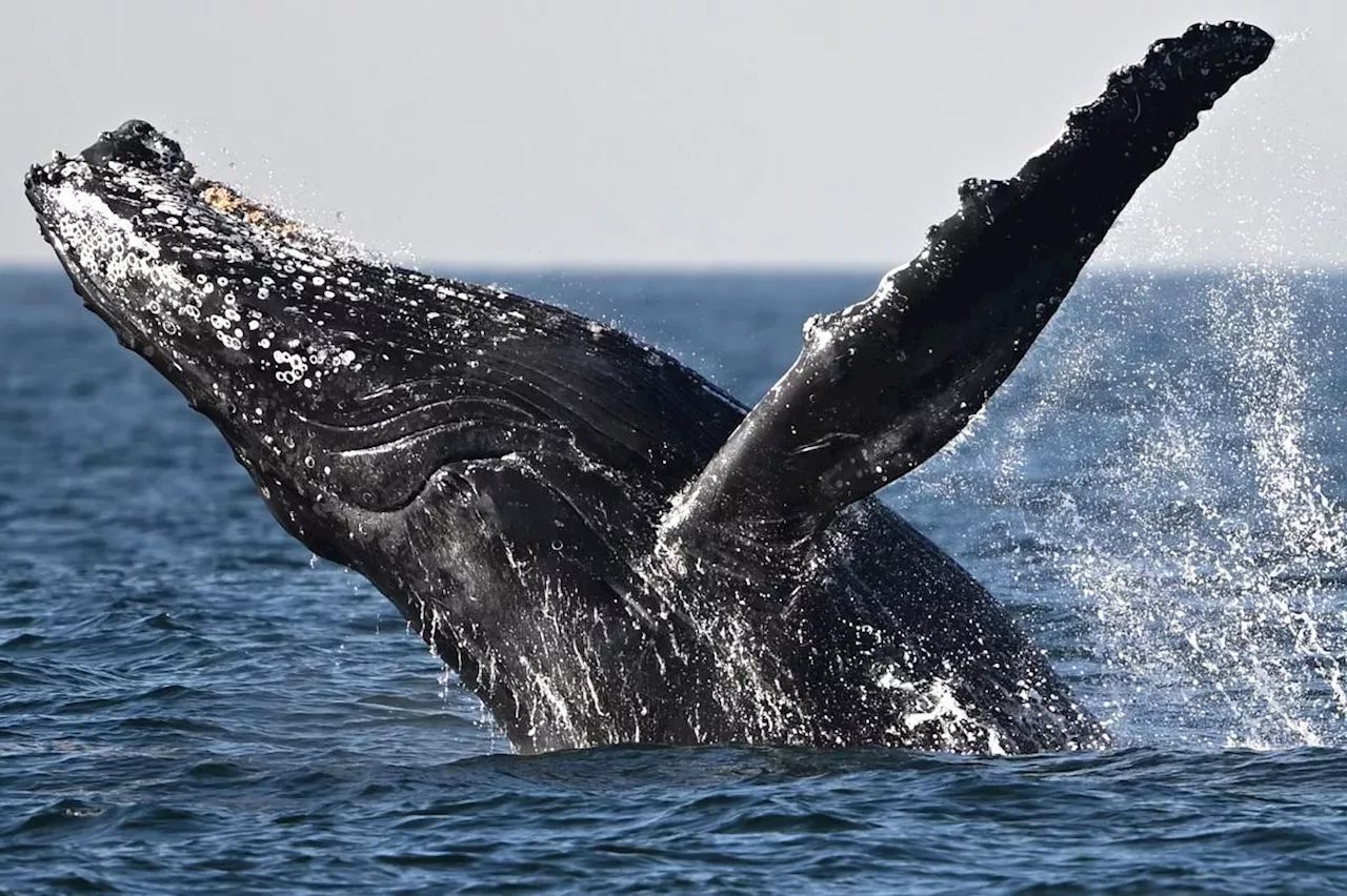 L'Islande autorise la chasse à la baleine jusqu'en 2029