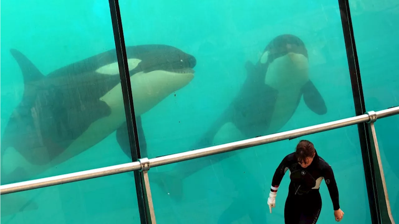 Marineland d'Antibes : les orques toujours intransférables confirme la cour d'appel d'Aix-en-Provence