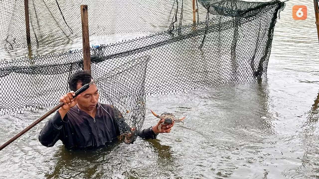 Berkah Keberadaan Hutan Mangrove, Warga Deli Serdang Bisa Budi Daya Kepiting yang Diekspor hingga Singapura