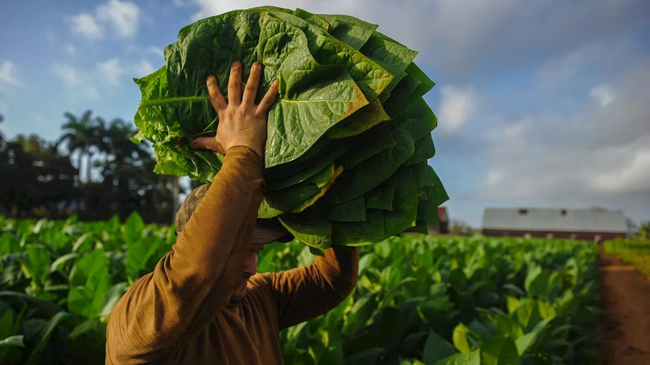 Petani Buka Suara soal Diversifikasi Tanaman Tembakau