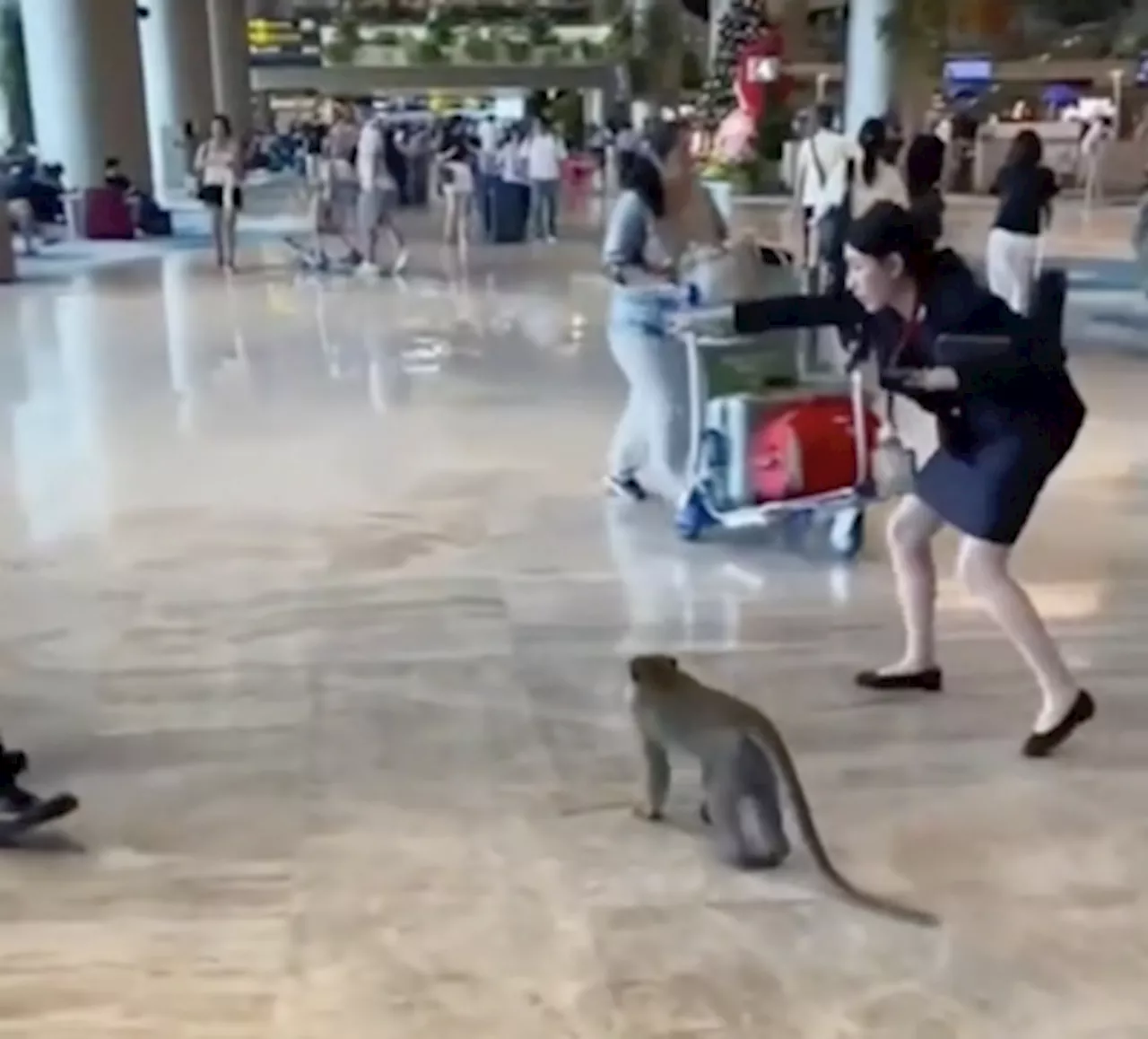 Monkey business at Changi: Airport staff deliver masterclass in customer service to primates (VIDEO)