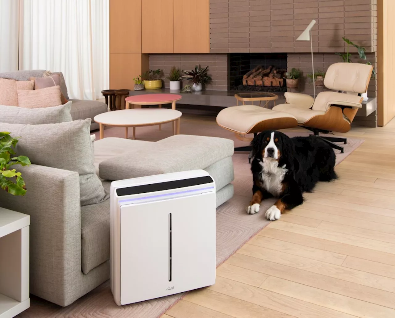 Home care: Air purifiers help clear the air of doggy smells and pollen