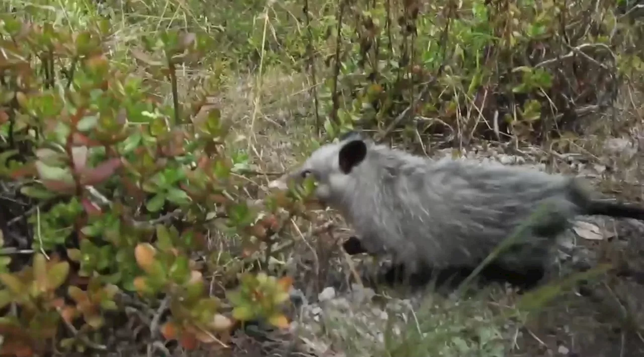 Devuelven a su hábitat a 12 animales rehabilitados en Unidad de Fauna Silvestre de Pachuca