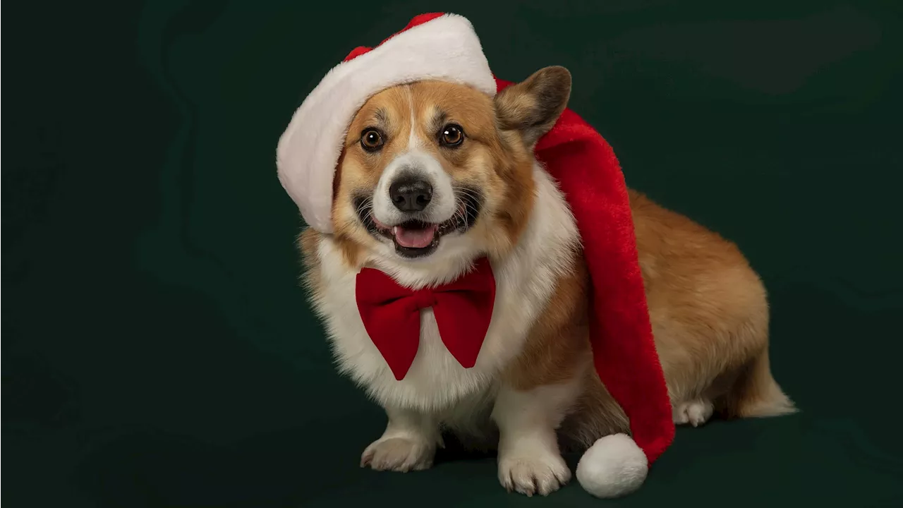 The Corgi-est Christmas Wish: SoCal Corgis Parade Through Belmont Shore