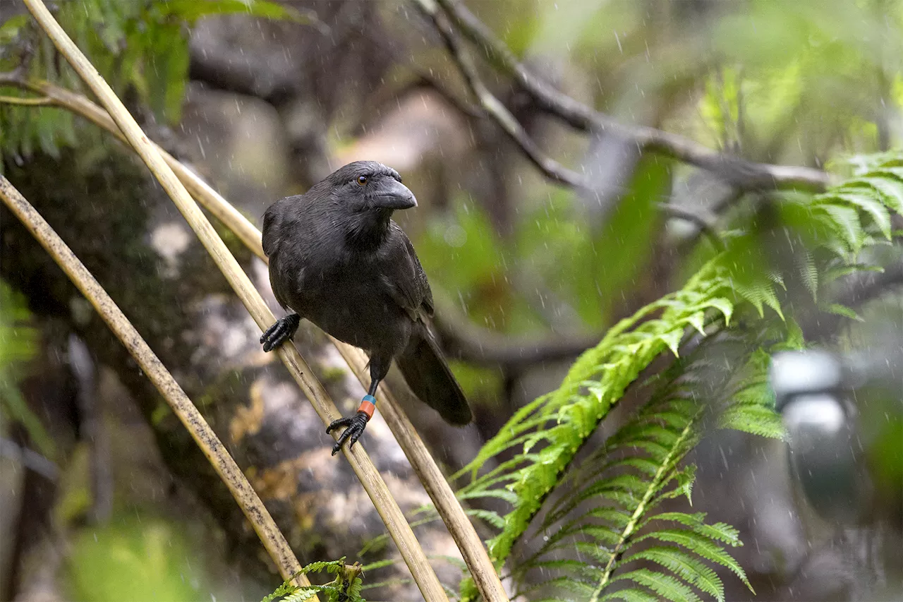 Hawaiian crows, extinct in wild, reintroduced with help from San Diego Zoo Wildlife Alliance