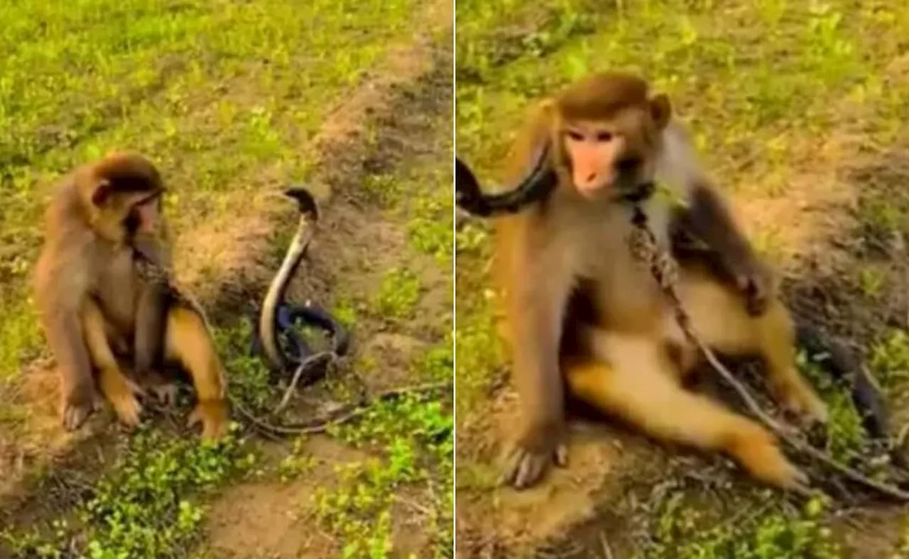 Monkey And Cobra IFS Officer Viral Post