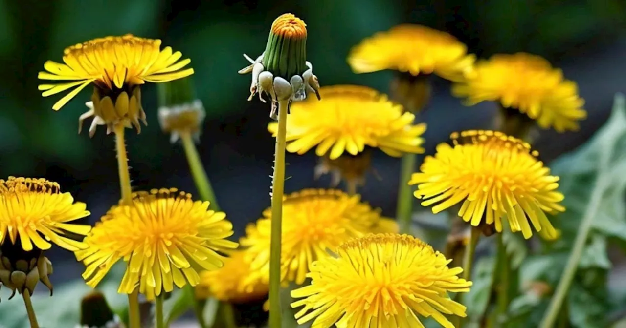 Dandelion Root's Medicinal Powers in Cancer Treatment and Liver Health