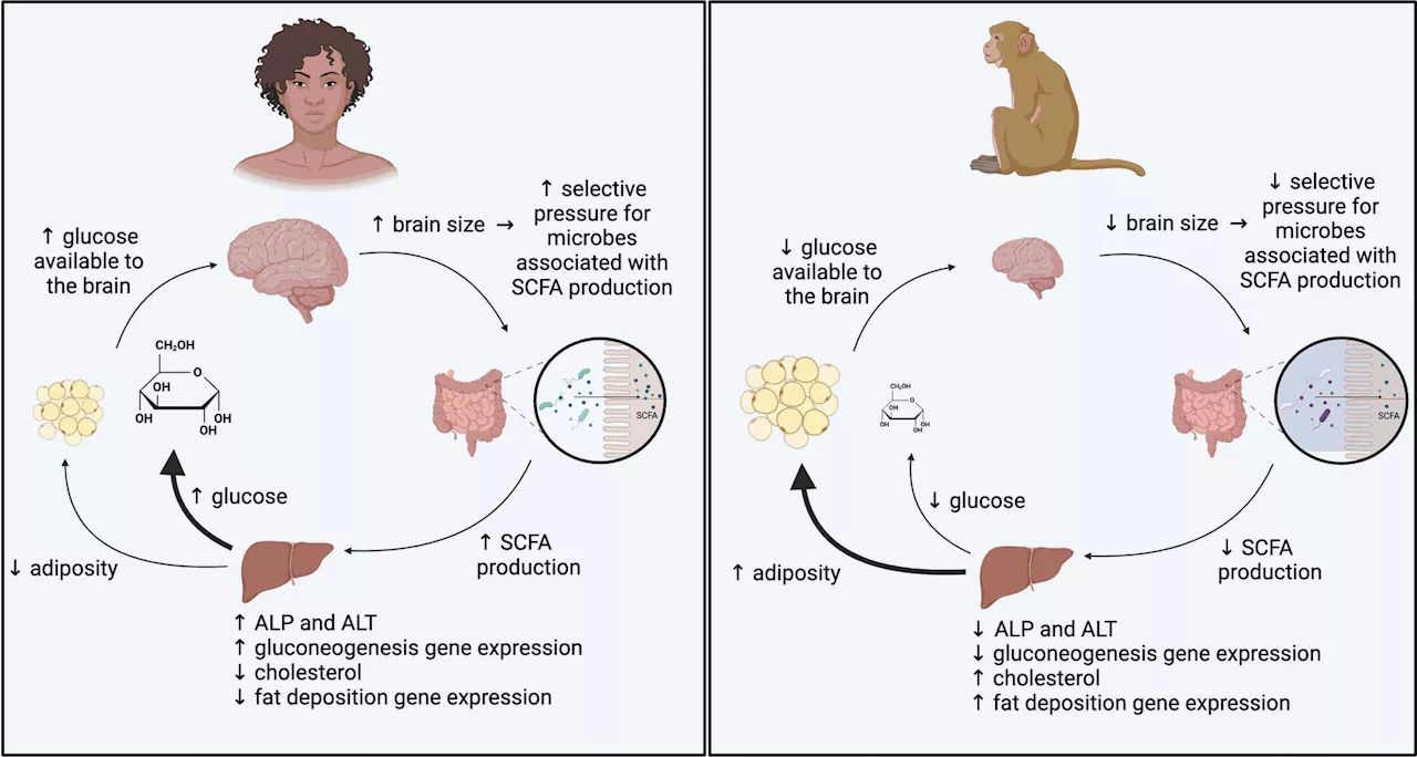 Gut microbiome and brain evolution: New insights into energy allocation