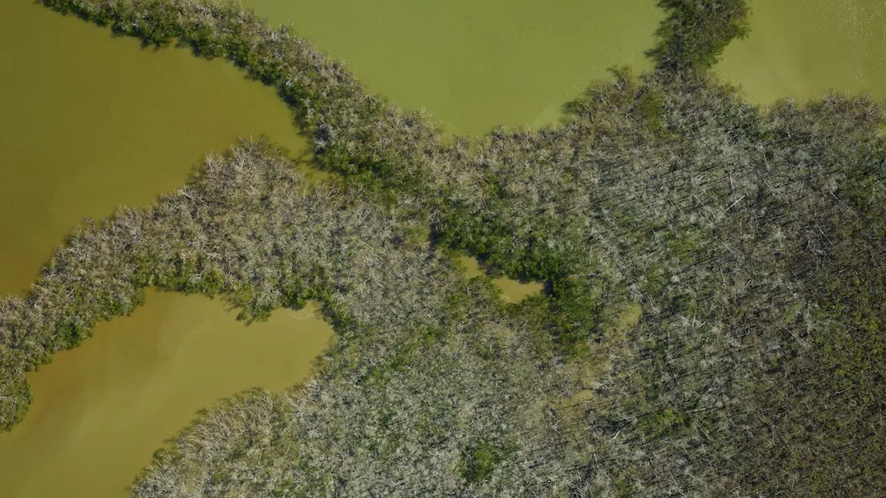 NASA Images Reveal 'Ghost Forests' in Florida