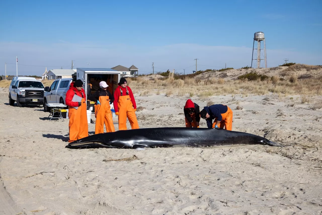 Minke whale stranded on Jersey Shore beach had diseases, fluid in organs