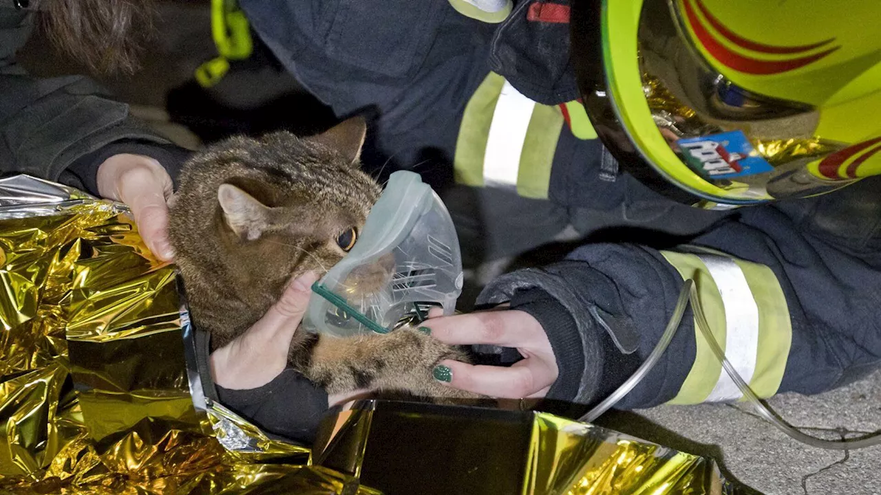 Freiwillige Feuerwehr rettet Hauskatze bei Wohnungsbrand in Traiskirchen