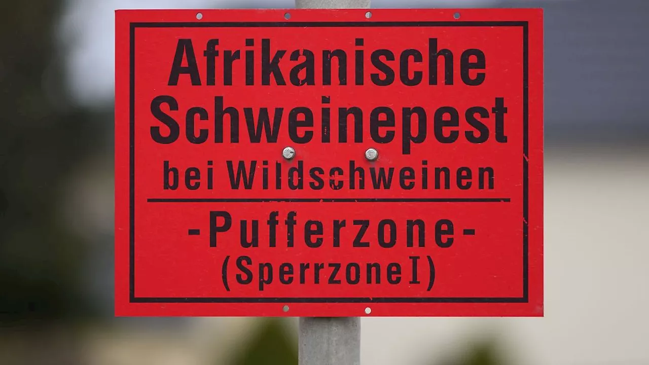 Baden-Württemberg: Wildschweinjagd in Rhein-Neckar-Kreis wieder erlaubt