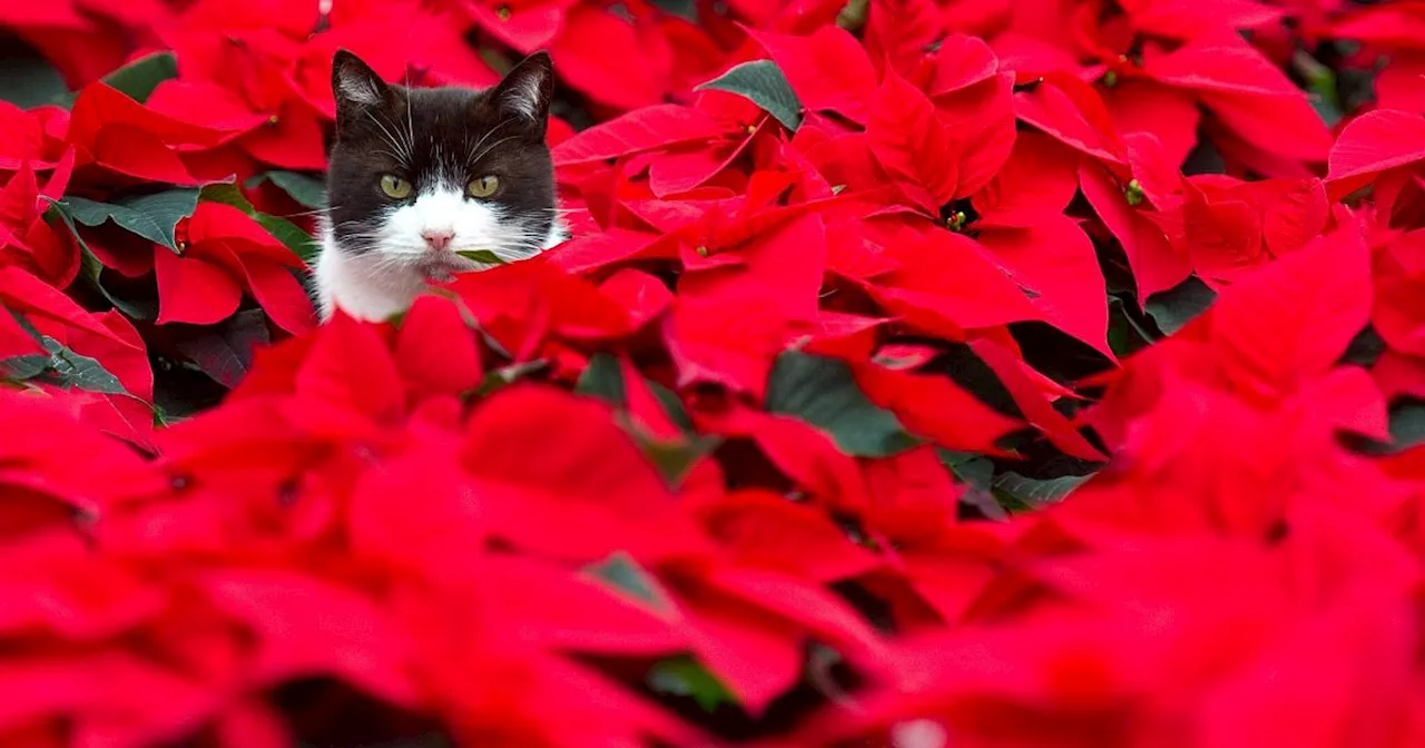 Warum Haustiere nicht am Weihnachtsstern knabbern sollten