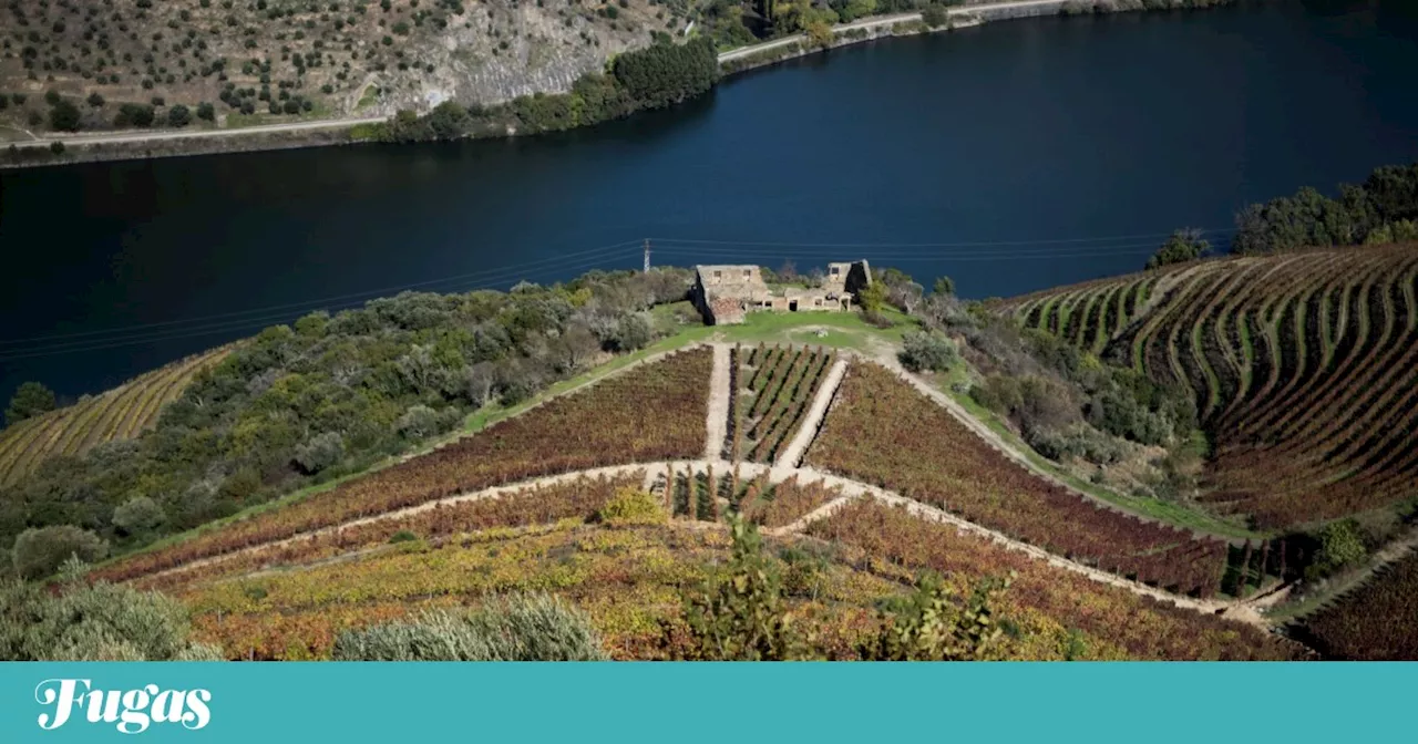 Ficaram por vindimar no Douro quase 120 hectares de vinha este ano