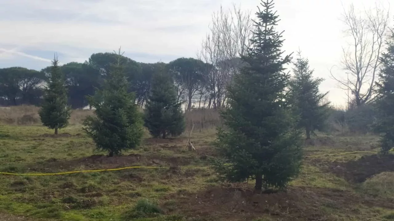 Gli alberi di Natale di Roma continueranno a vivere a Colle degli Abeti