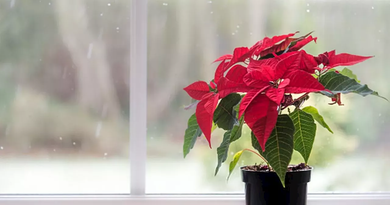 Top Tips for Keeping Your Poinsettia Beautiful This Christmas