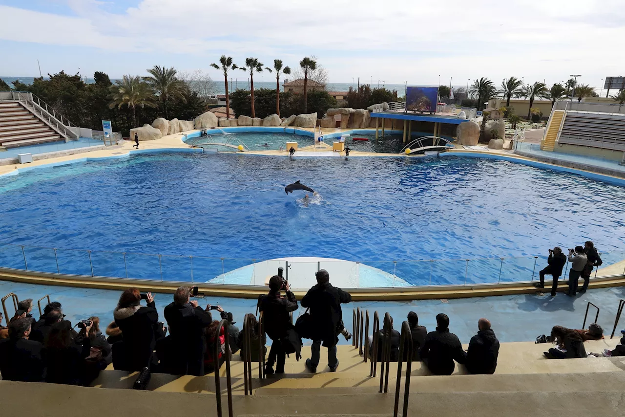 Marineland d'Antibes : pourquoi le parc aquatique va-t-il fermer ses portes ?