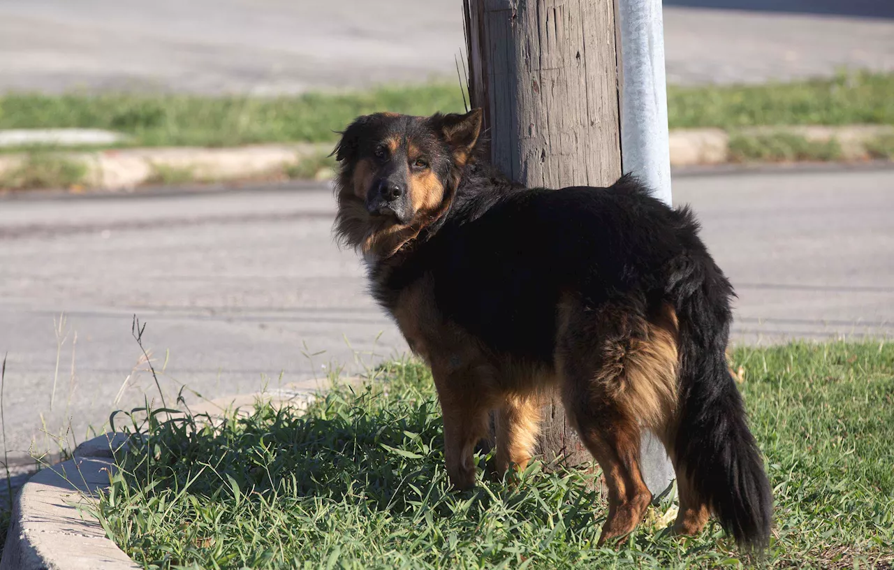 If your dog bites someone, San Antonio now has a minimum $1,000 fine