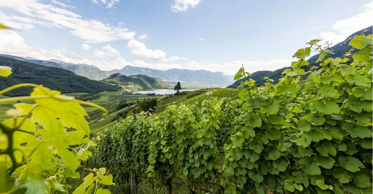 Alto Adige Doc, più valore a vini (e vigneti) con le zone di produzione in etichetta