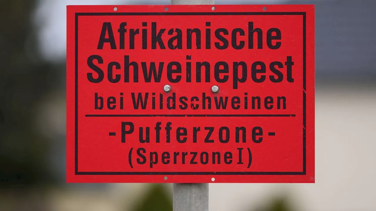 Afrikanische Schweinepest: Wildschweinjagd in Rhein-Neckar-Kreis wieder erlaubt