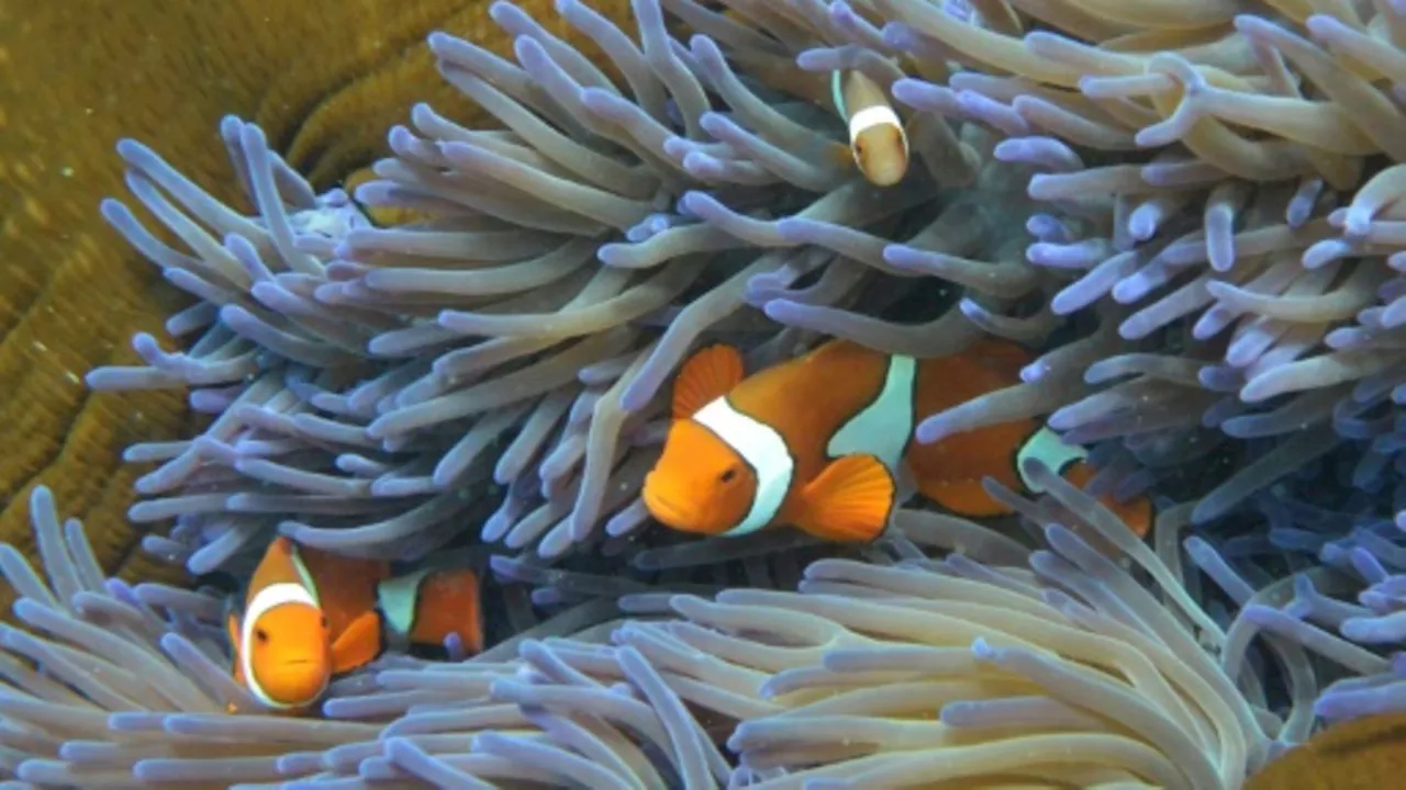 Steigende Meerestemperaturen ließen Great Barrier Reef vor 700.000 Jahren entstehen