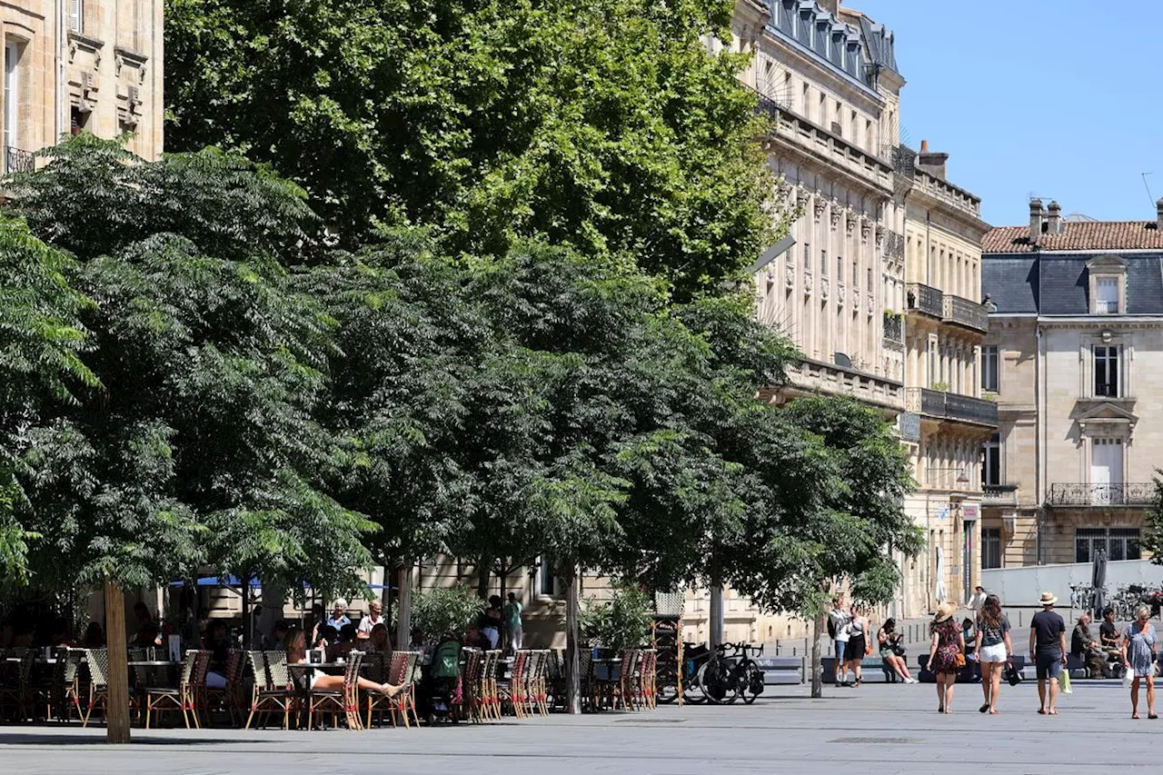 Bordeaux : la Métropole lance le dispositif « Passeurs d’arbres »