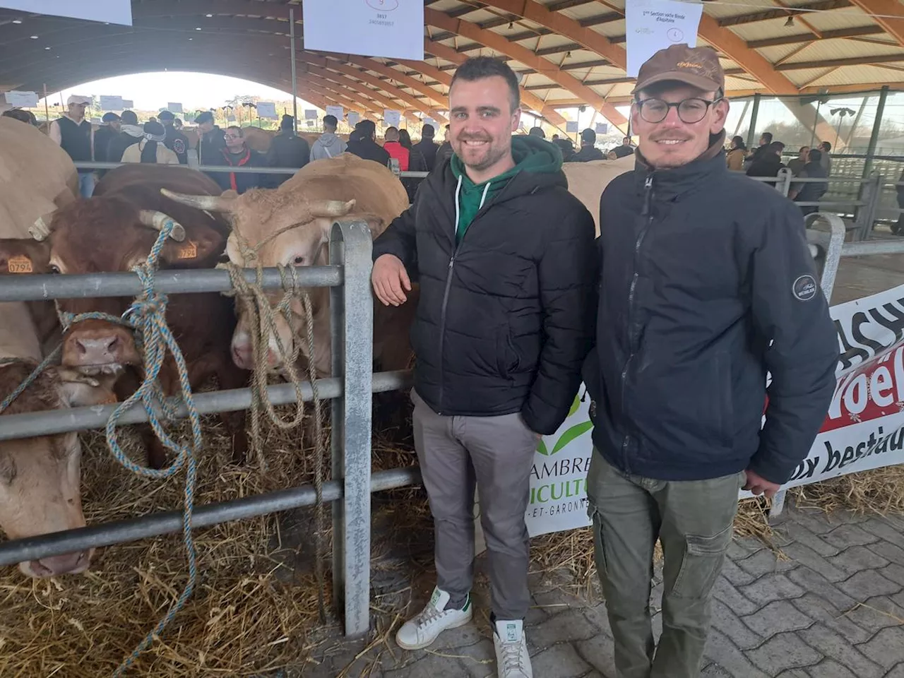 Concours de l’excellence bouchère de Noël à Boé : « Une belle vitrine pour les éleveurs »