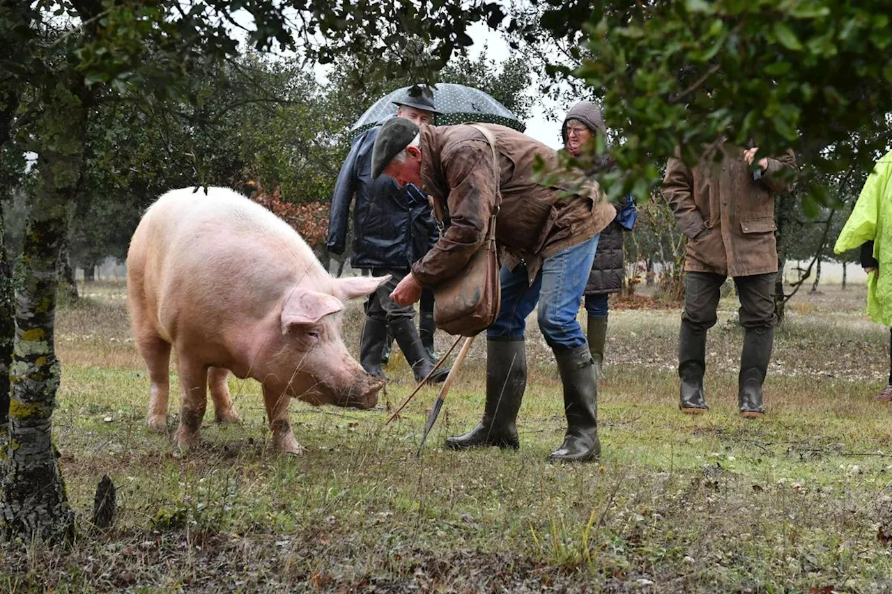 Dordogne : des fêtes de la truffe et un vide-greniers poétique pour égayer le week-end