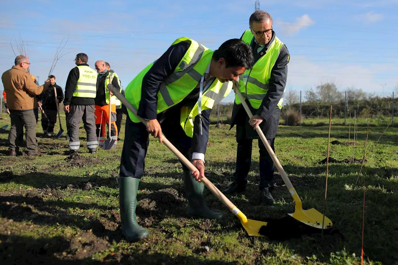 Métropole de Bordeaux : des plants d’arbres fruitiers distribués gratuitement aux habitants