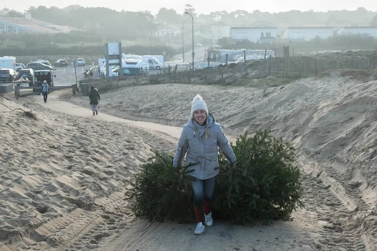 Renforcement des dunes littorales : une opération de récolte de sapins de Noël mise en place à Mont-de-Marsan