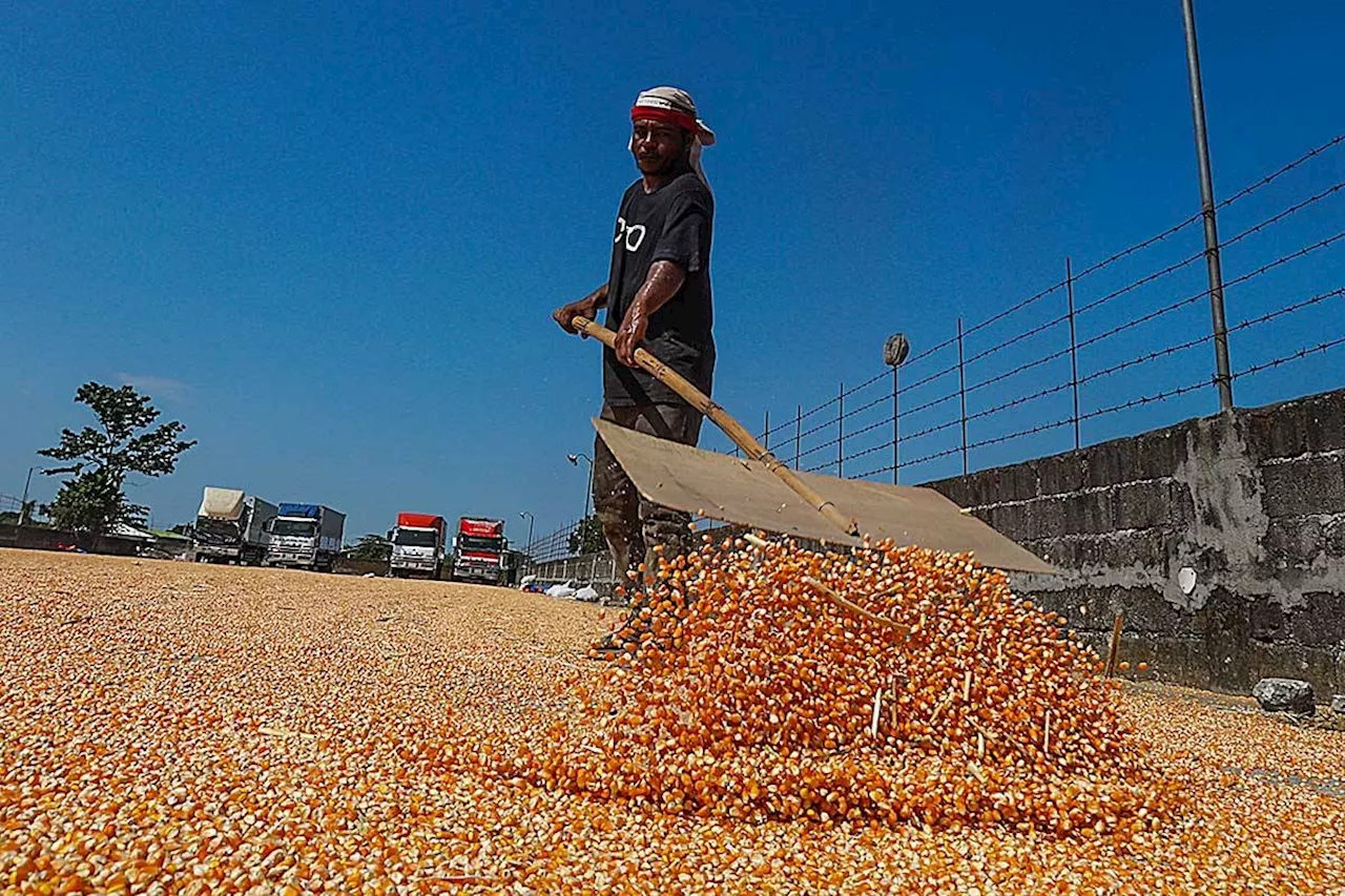 Rice stocks up but corn declines in November