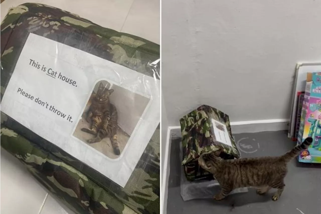 Community Cat's New Shelter Vanishes Overnight in Jurong West