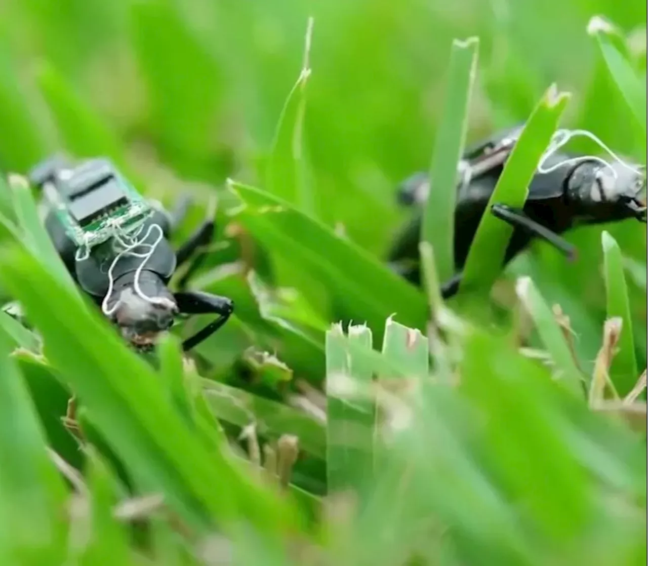 Tech Wizard Creates Cyborg Beetles for Urban Disaster Search and Rescue