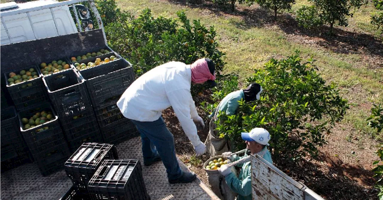 Quais os benefícios de sustentabilidade social do agro à sociedade?