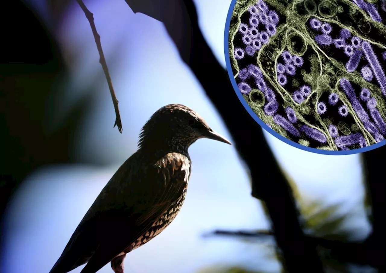 Enkel Mutation I H5N1 Kan Forårsage Udbredelse I Mennesker