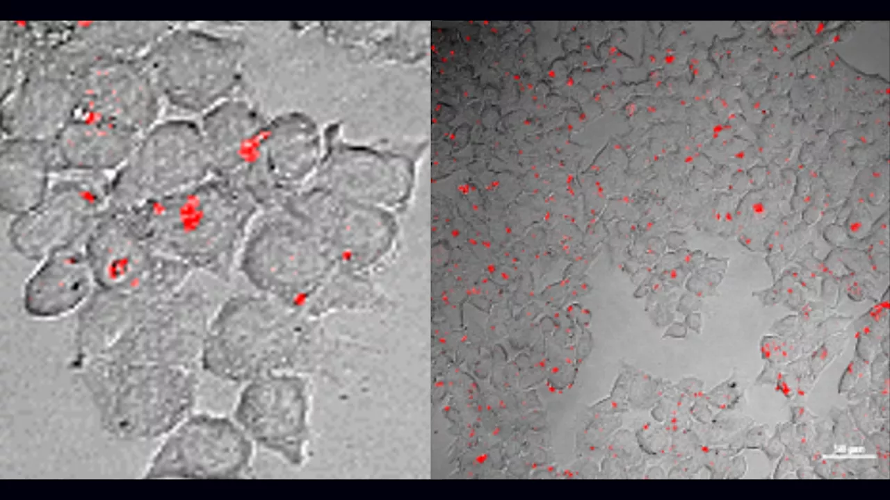 RNA Molekyler I Levende Celler Kan Afsløre Kræft