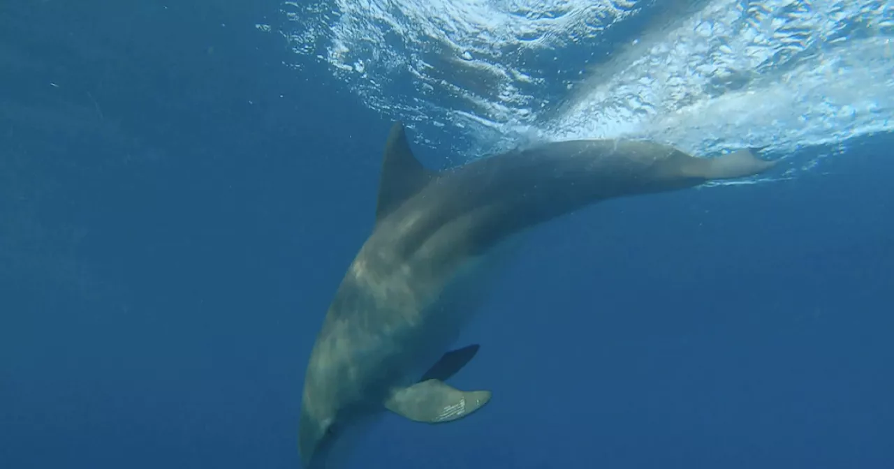 Traces of fentanyl and other drugs found in bottlenose dolphins in Gulf of Mexico