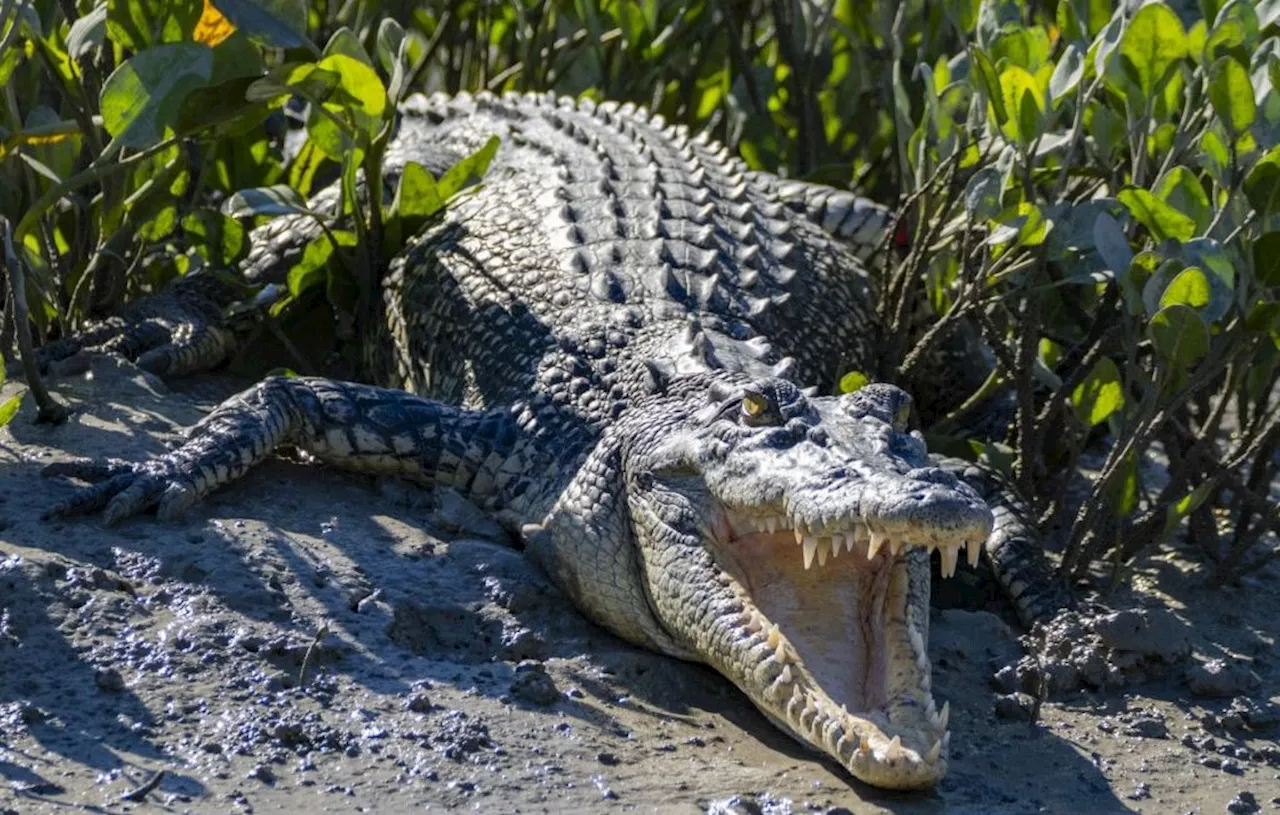 Indonésie : Une femme tuée par un crocodile dans une plantation de palmiers